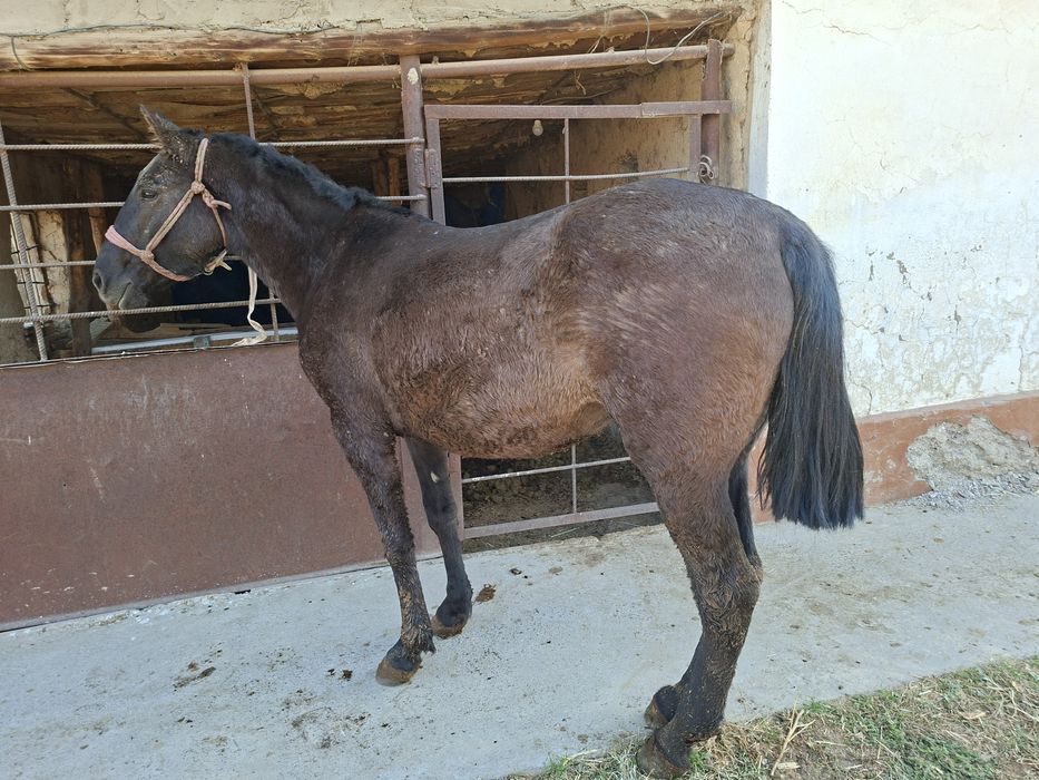 Міңгі байтал сатылады