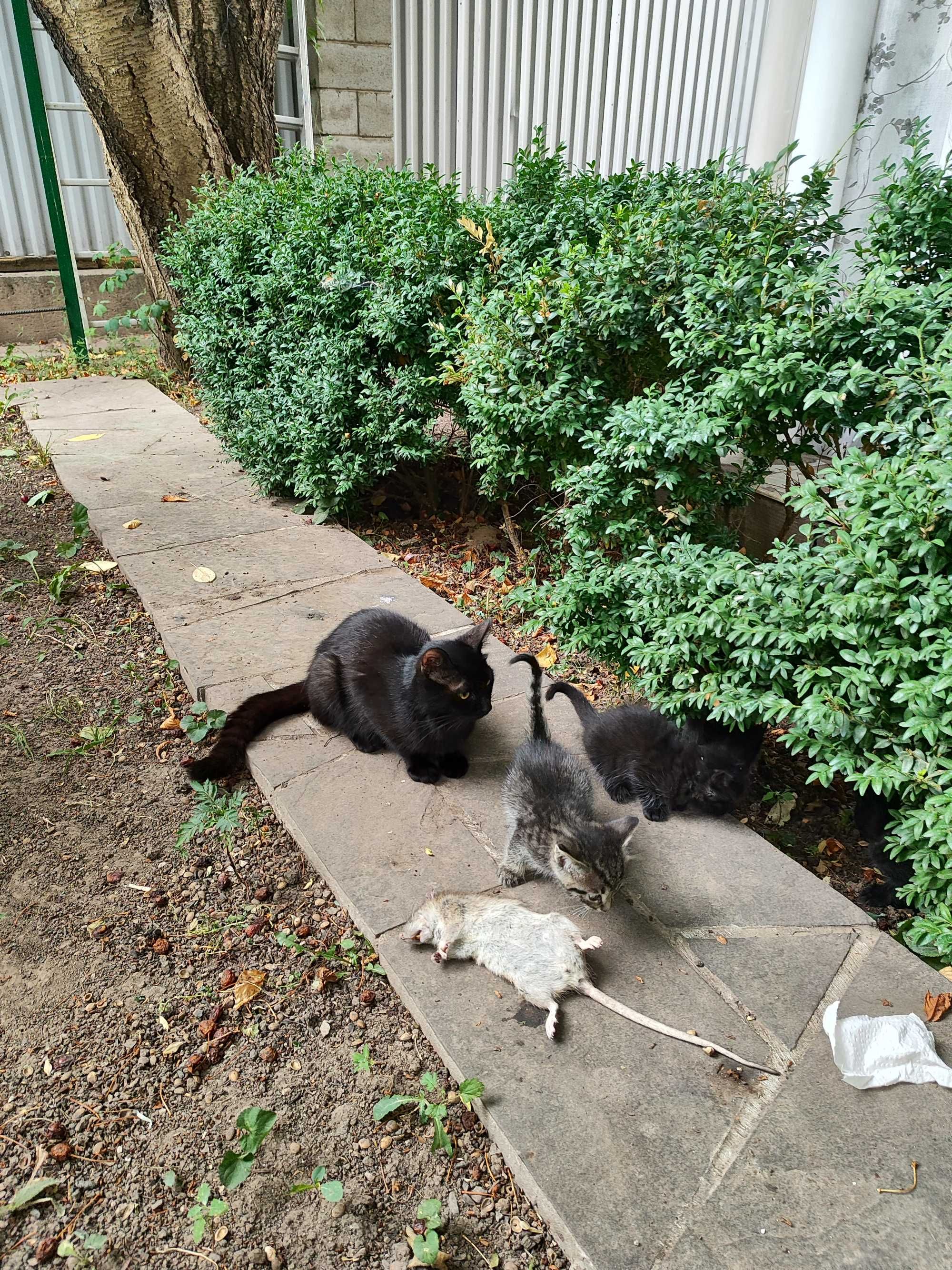 Крысоловы котята