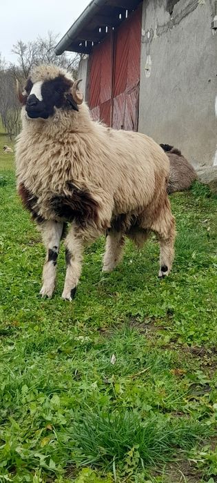 Berbecut  brez pt monta