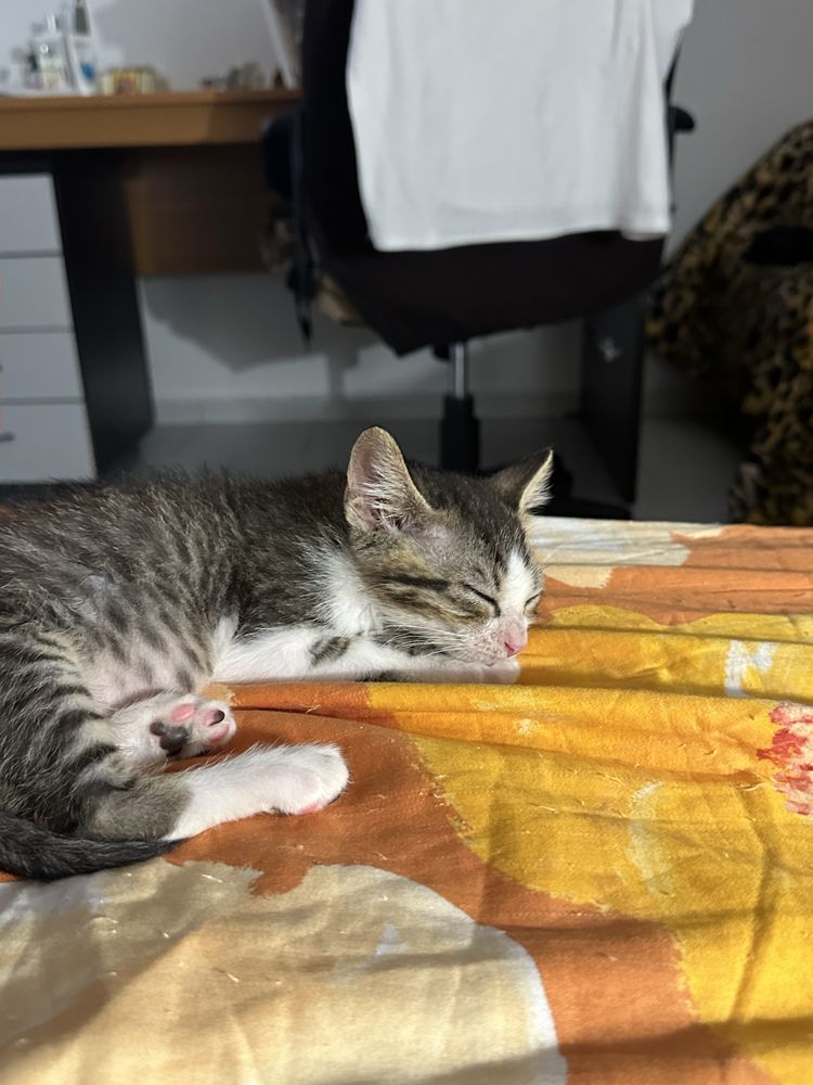 Подарявам мъжко коте