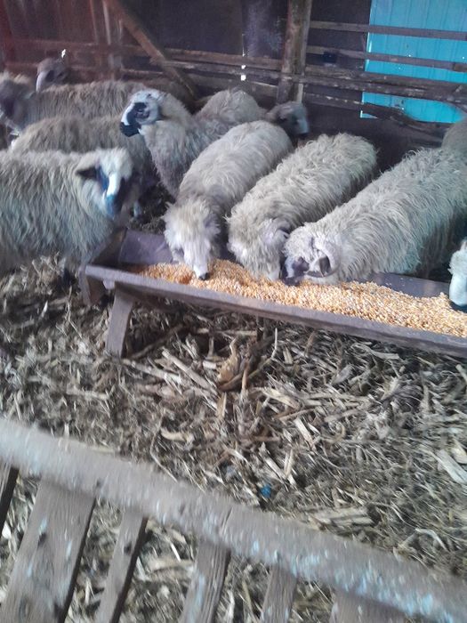 Noatini de vînzare .