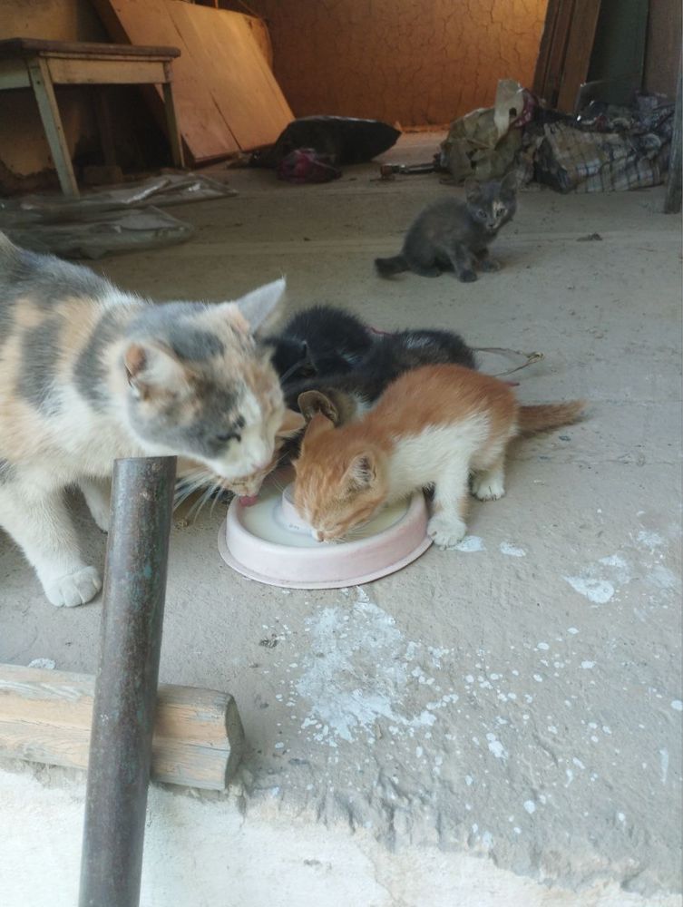 Котята в добрые руки