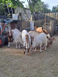 5 capre de anul trecut din primăvară și 2 țapi castrați