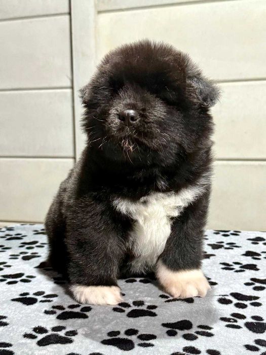 Pui Akita American Long Coat cu Pedigree