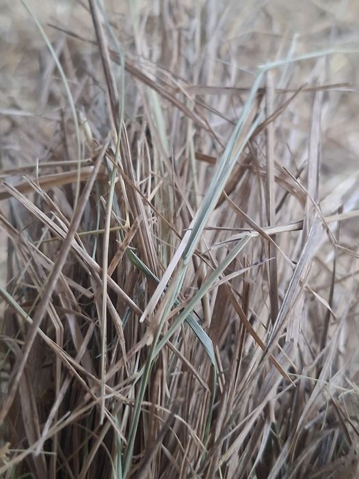 Baloți de fân,iarbă!disponibil 100 de bucăți!!