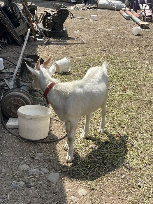 Срочно продам козла