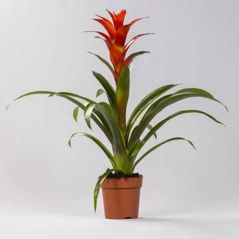 Комнатное растение - (Guzmania) - Голландская Гузмания