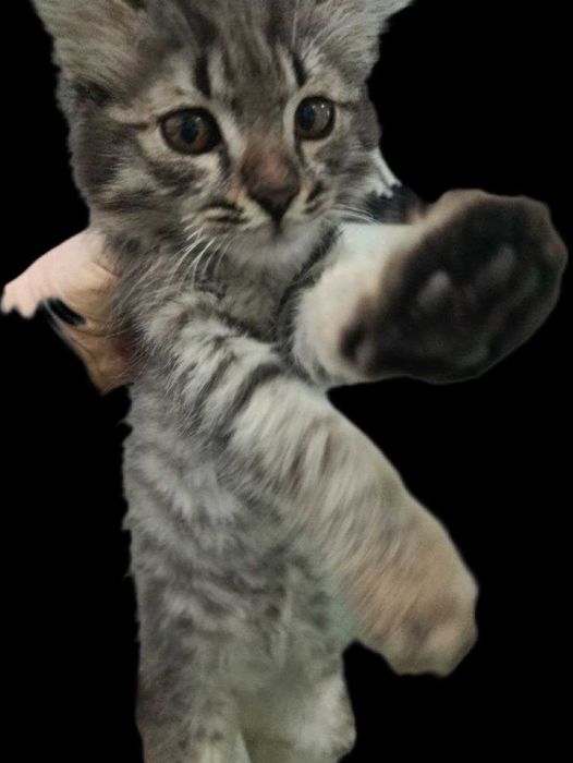 Отлам котенка  бесплатно