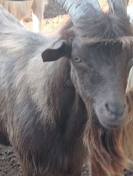 Țapi de vânzare pt prăsilă de 1 an 2 și 3 ani.