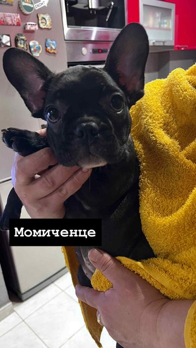 Френчета малки сладури