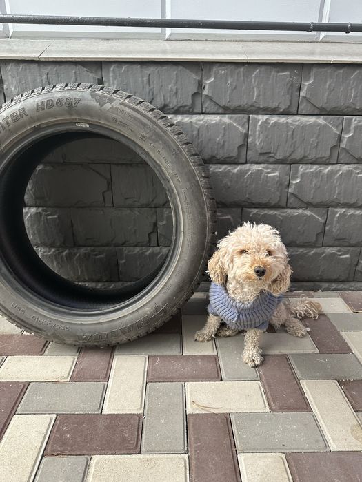 зимние шины 225/55 r19