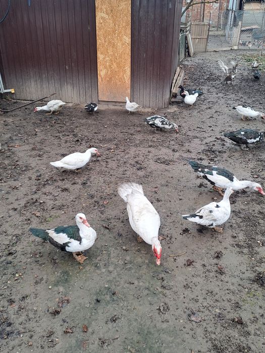 Rațe mute de vânzare