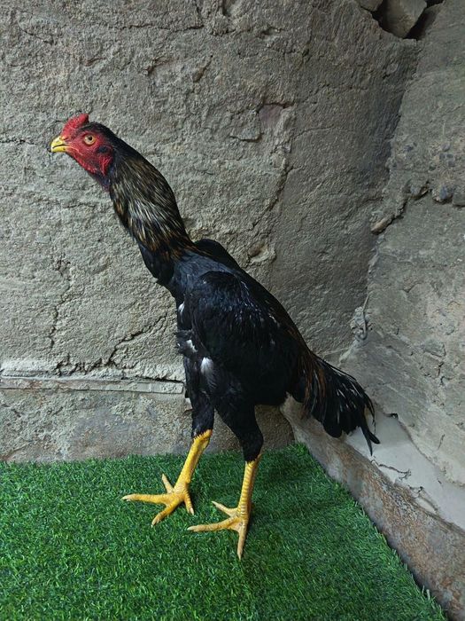 Чужа сотилади май ойида  чикан