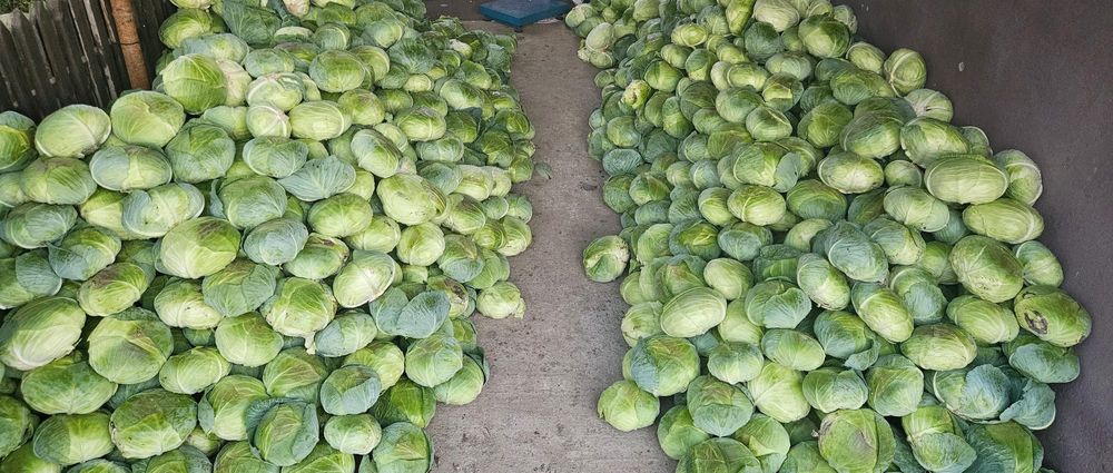 Varza plata pentru murat