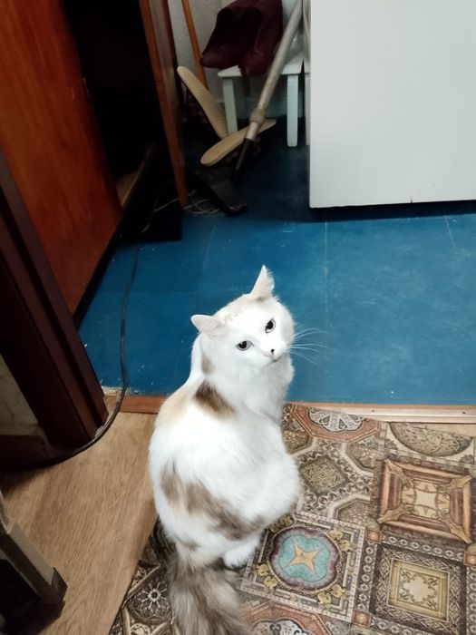 Кошка в добрые руки