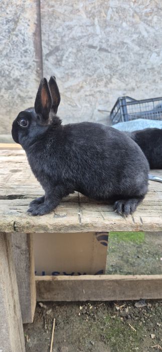 Vând iepure rex pitic