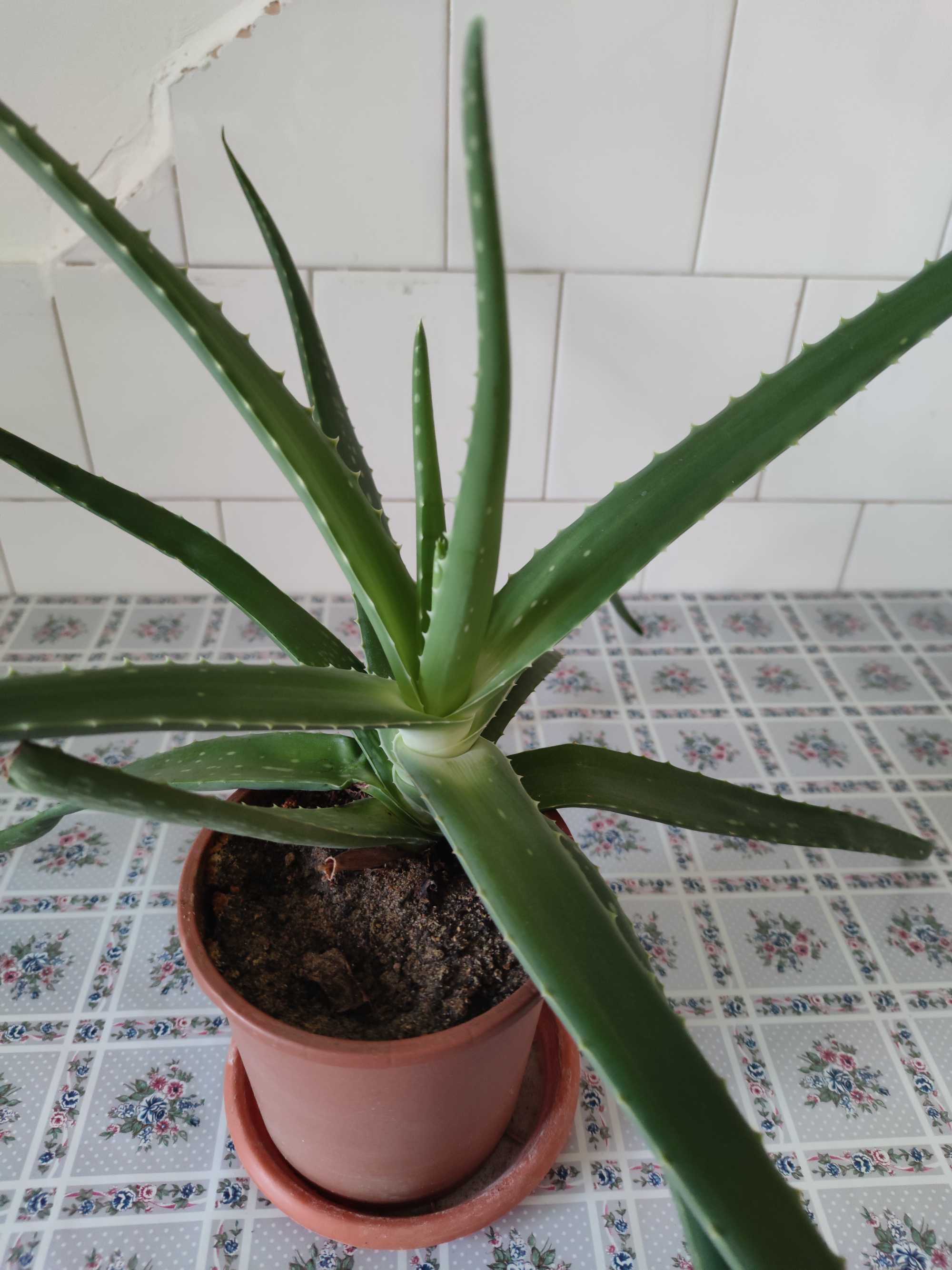 Aloe Vera Medicinală