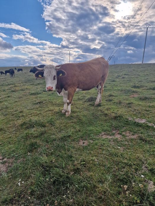 Vând vacă balțată