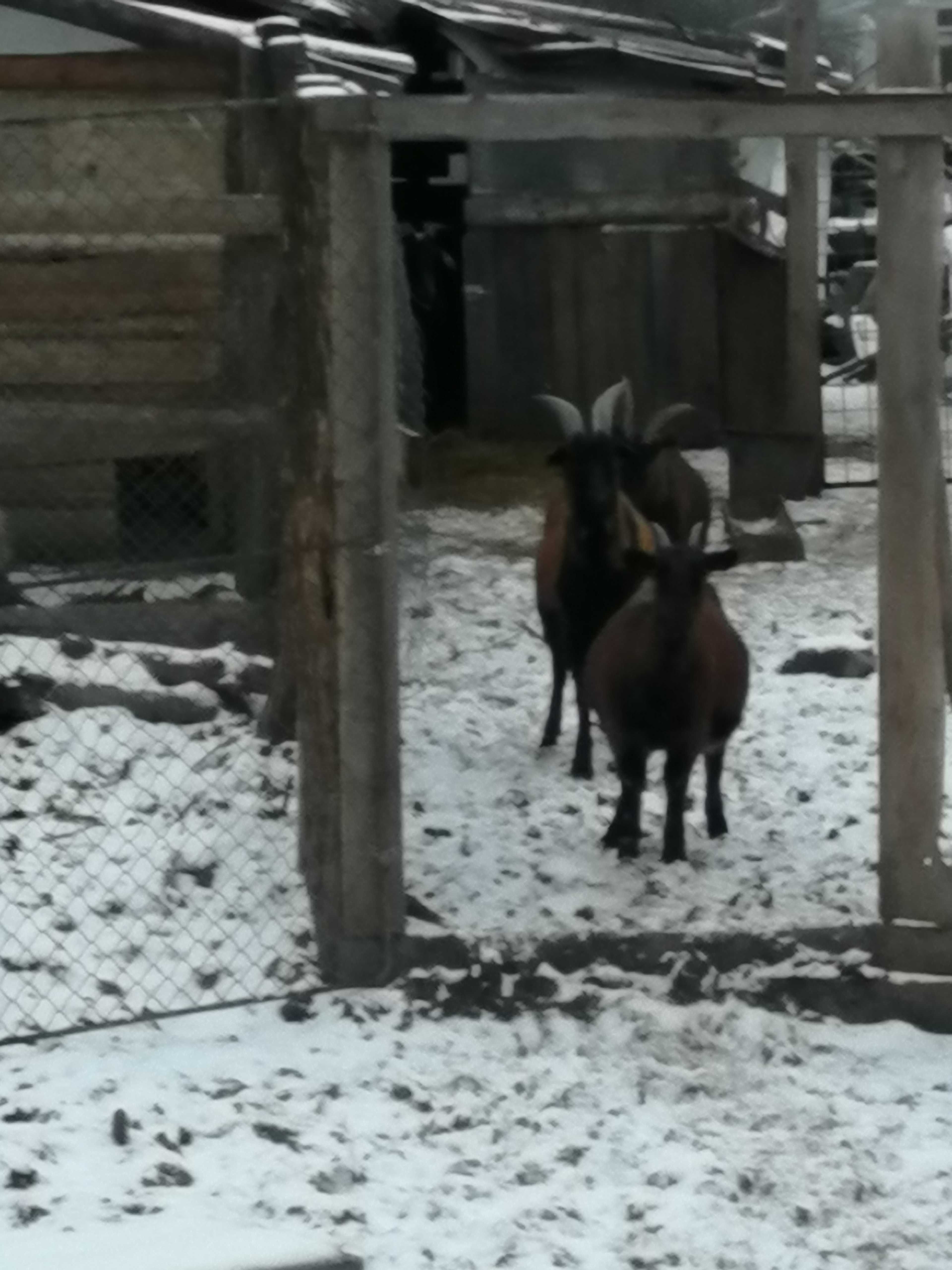 Alpine cu iezi și metis