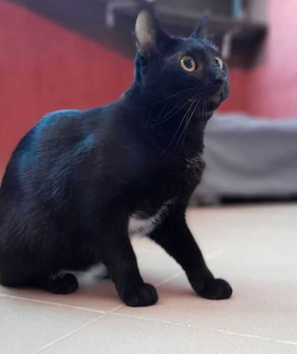 Adoptie pisica neagra castrata Hurem