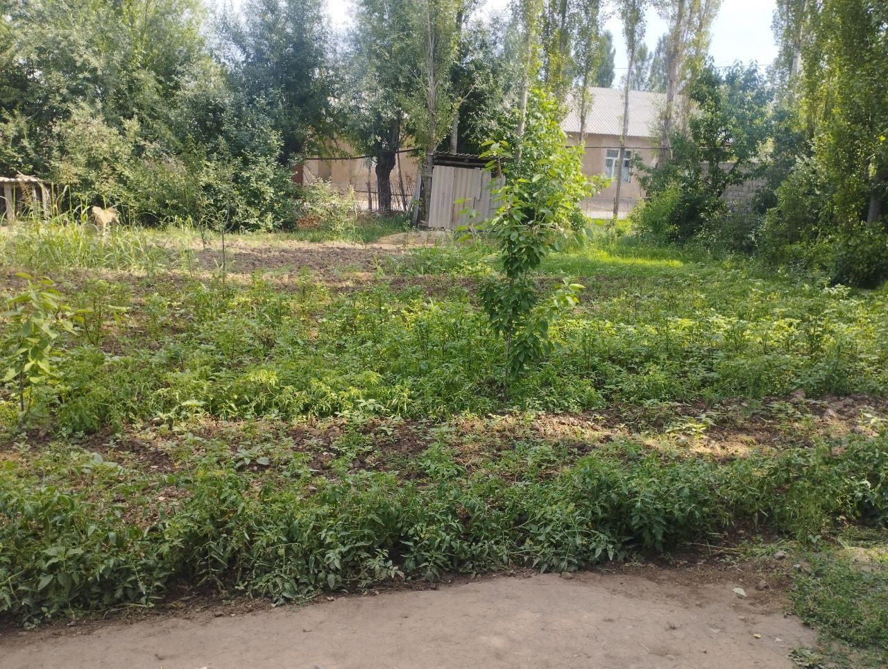 Пустой участок 4 сотих