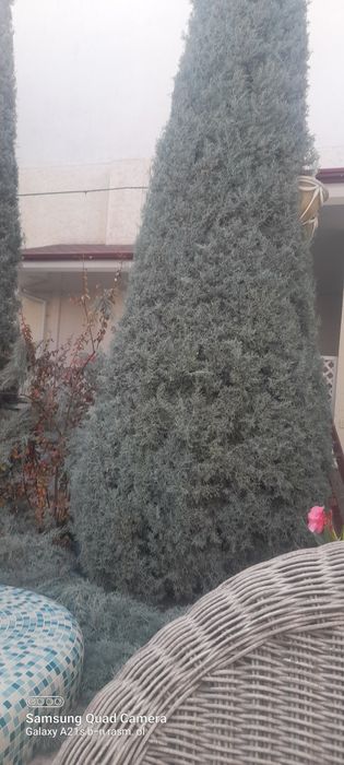 Gazon ekish ,archa kesish,archa ekish xizmati