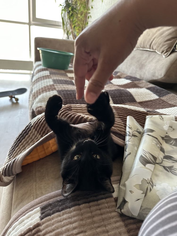 Две кошки