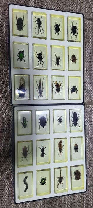 Colecție de insecte în rașina.