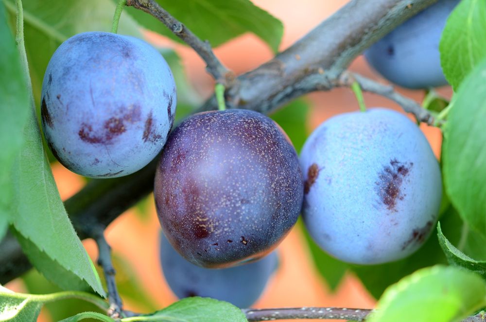 Pomi fructiferi de la producator