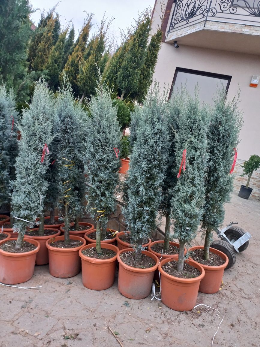 Vă oferim plante decorative pentru o grădină de vis