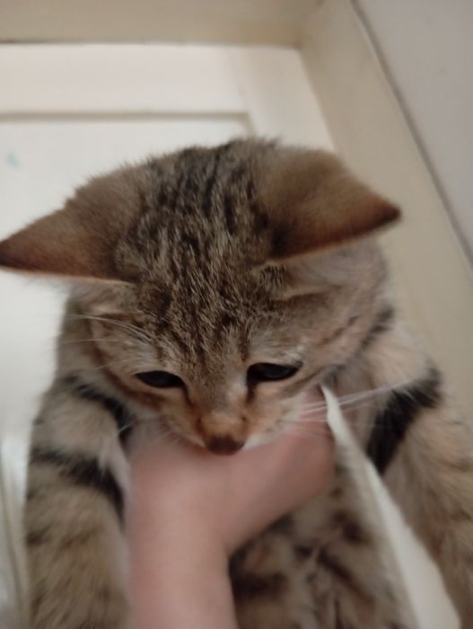 Бесплатно Милая кошка в добрые ,  ей 4,5 месяцев , еще маленькая