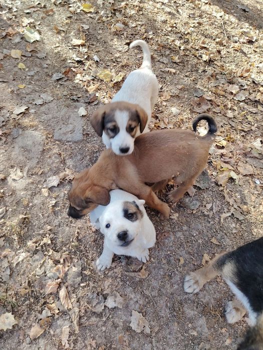 Бесплатно в добрые руки щенок девочка