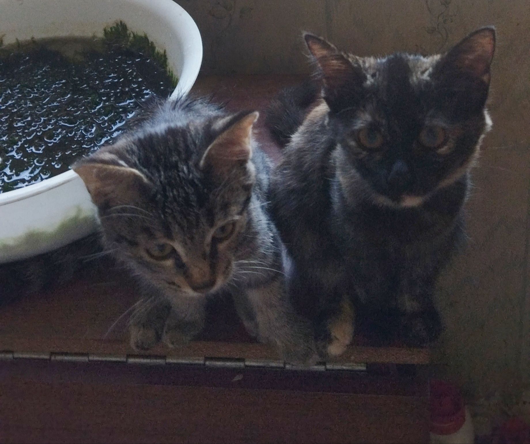 Котята. Домашние. В хорошие руки.