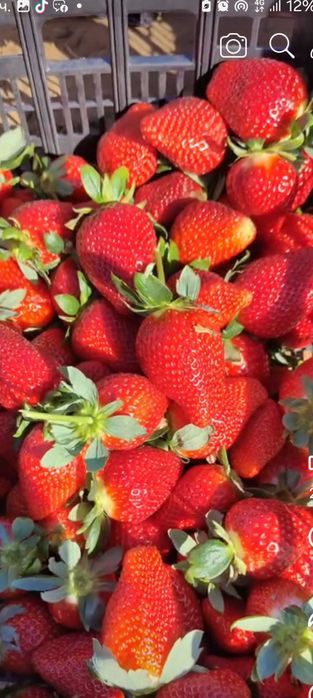 Продавам расат ягоди и малини