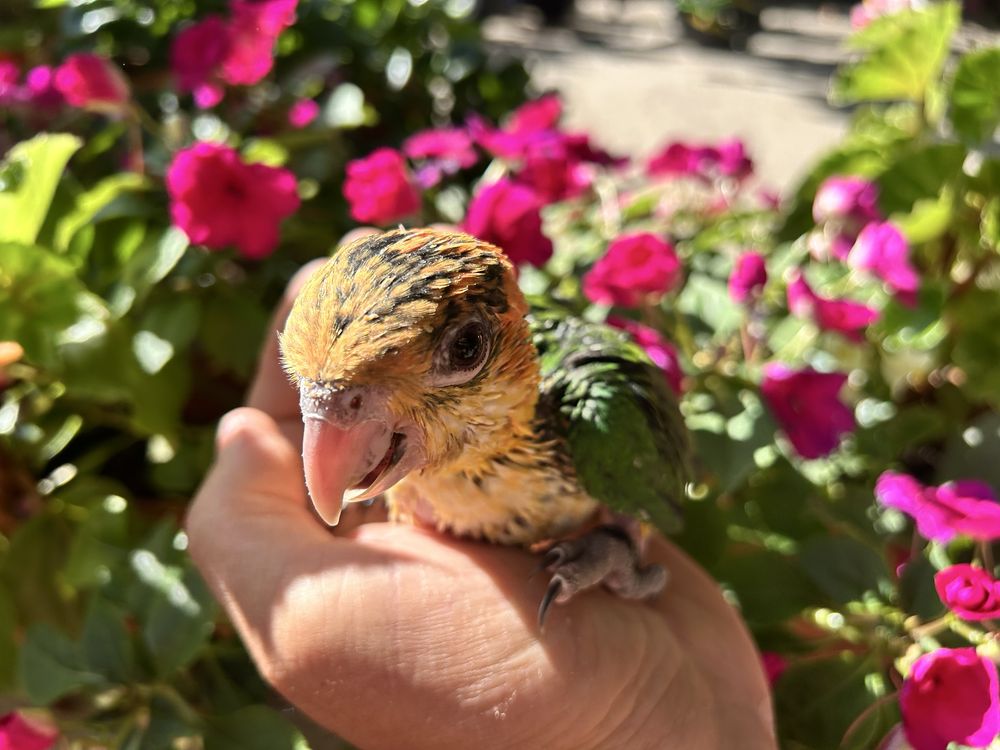 Pui papagal caique