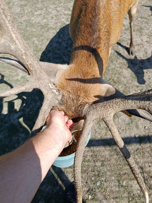 Cervus elaphus  Carpatin