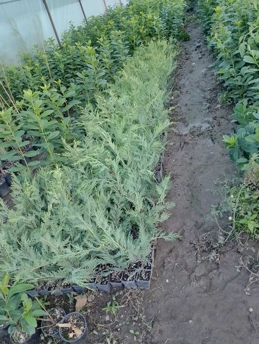 Лавровишна за жив плет 4лв