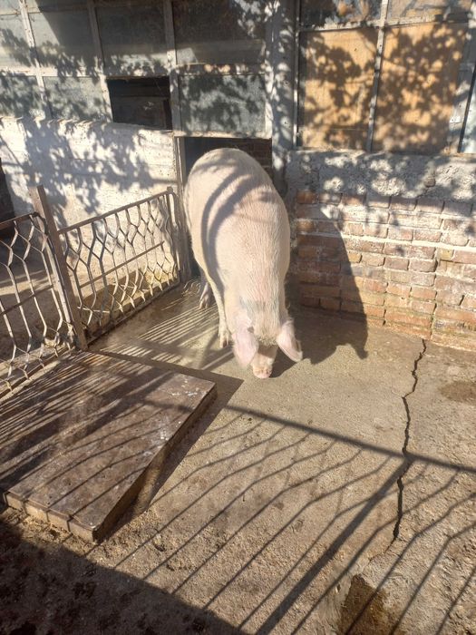 Прасе домашно отгледано