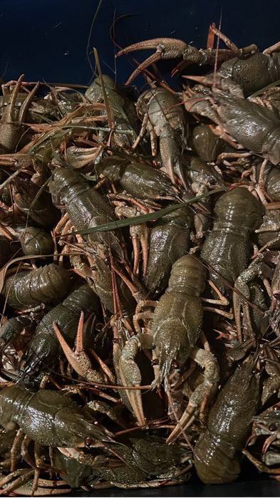 Продажа живых и варенных раков