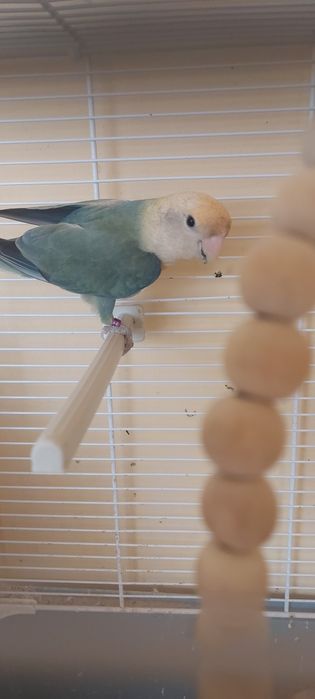 Pereche papagali agapornis