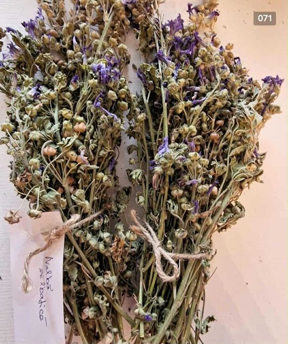 Plante si fructe medicinale