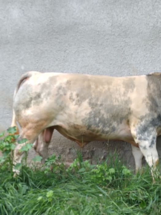 De vanzare taur belgian 2 ani