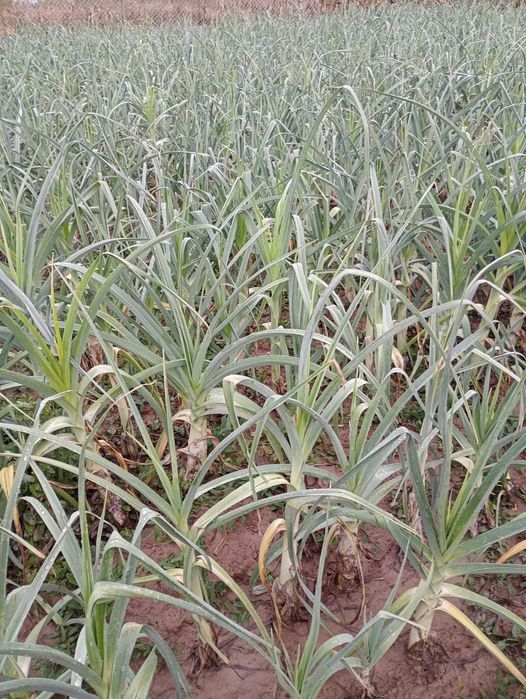 Praz de vanzare 3000buc