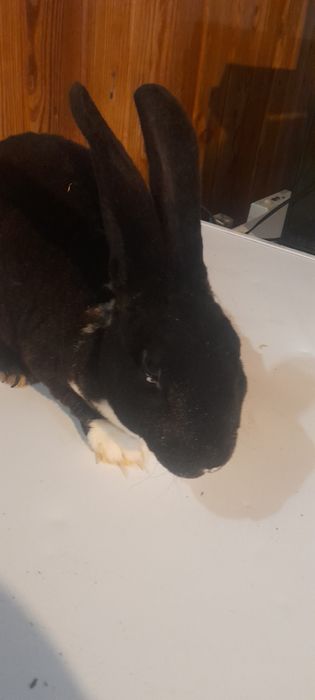 Vand iepure rex dalmațian