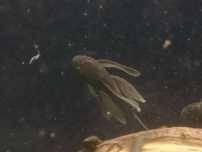 Ancistrus Green Dragon Voalat