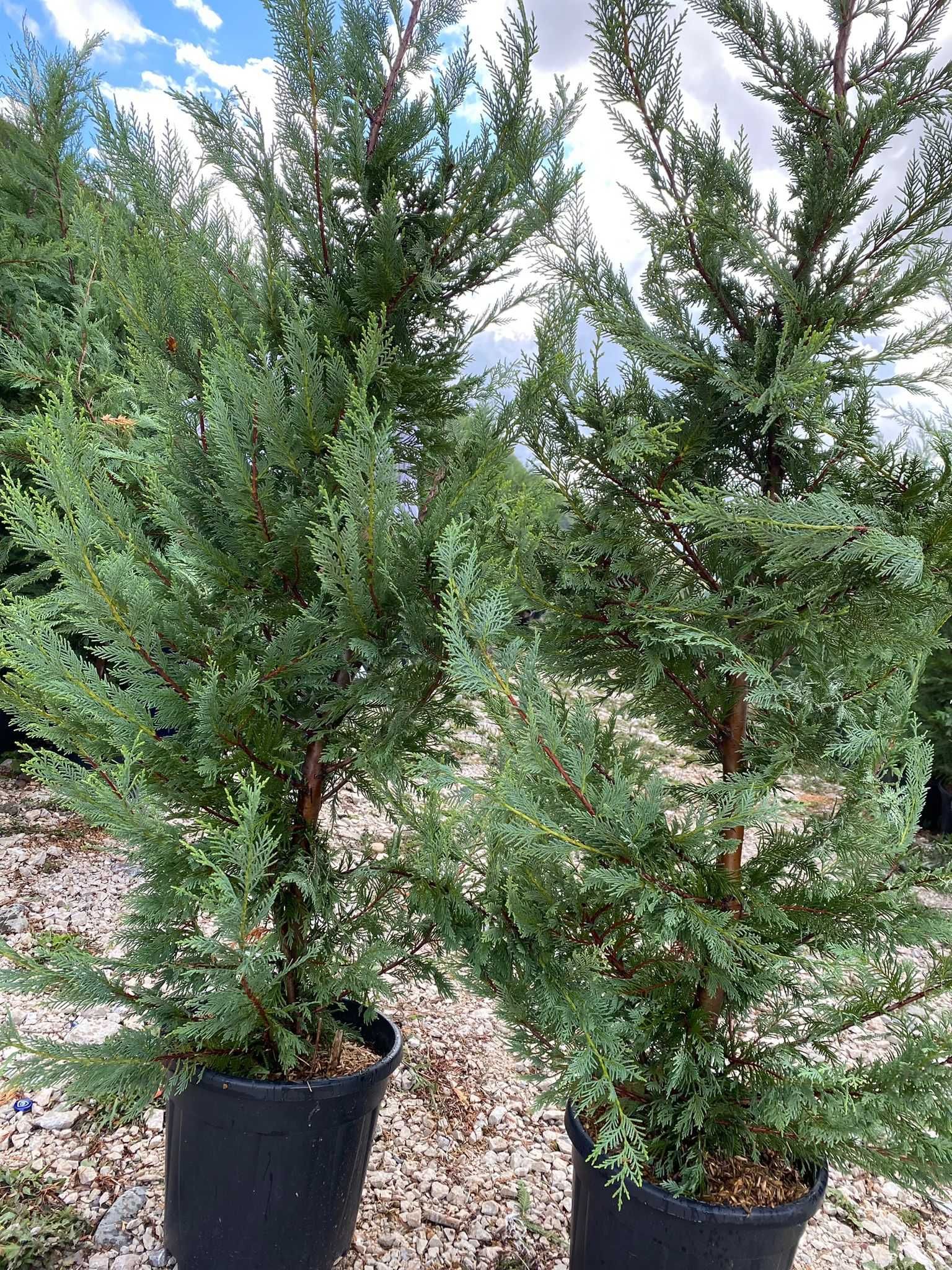 Leylandii 1.50m - 3m - Arborii ideali pentru protecție și estetică!