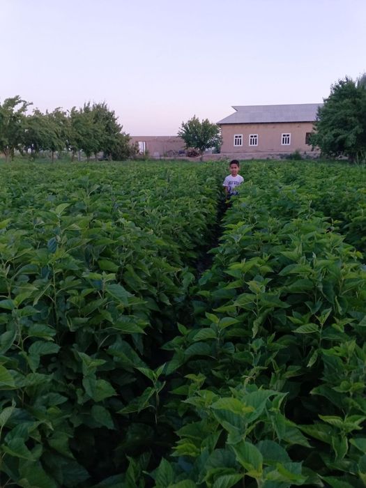 Tut koʻchat sotiladi