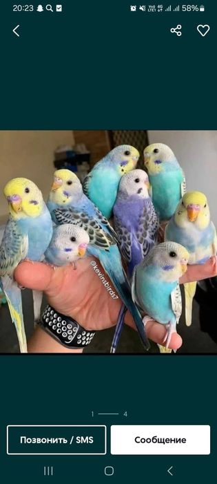 Продам попугай молодые волнистые