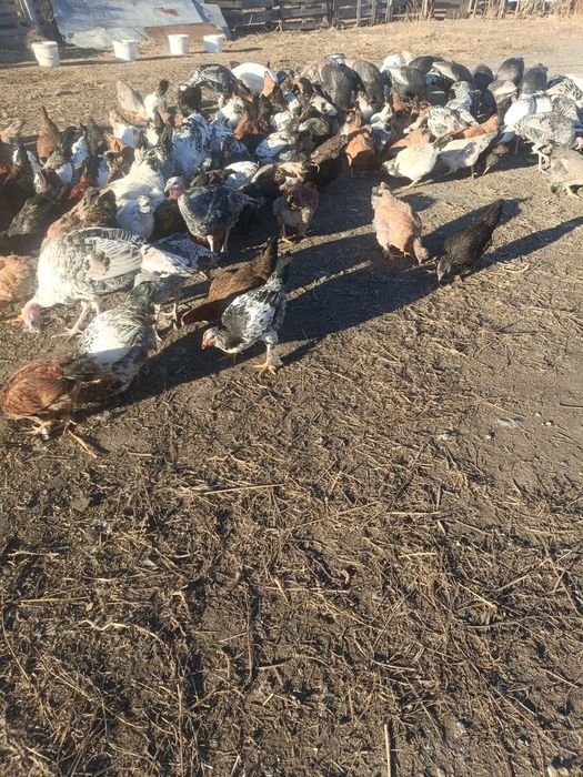 Продам курей молодняк