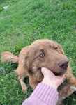 Donez catei. Femela și mascul. Urgent!